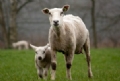 羊用复合高效血清抗体冻干粉