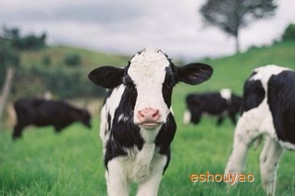 牛用复合高效血清.