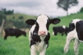 牛用复合高效血清抗体冻干粉