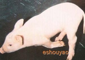 猪链球菌病
